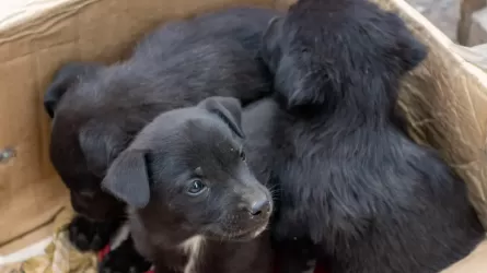 Из почти двух тысяч бездомных собак в Актюбинской области более тысячи – стерилизованы 