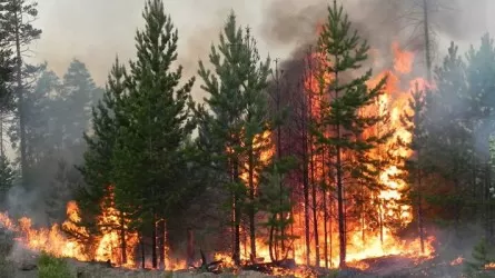 Павлодар облысынан Ресей аумағына көшкен орман өртіне кінәлі адам анықталды