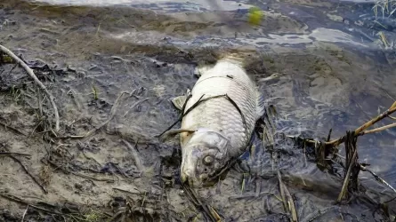 Более тонны рыбы погибло в Костанайской области