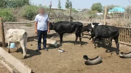 Қызылорда облысында мал ұрылары ұсталды