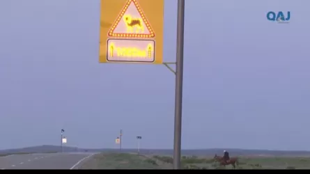 Дорожники пытаются минимизировать ДТП с участием животных при помощи световых табло