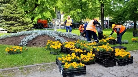 Аким Костаная возмутился случаями выкапывания свежевысаженных цветов и кустарников