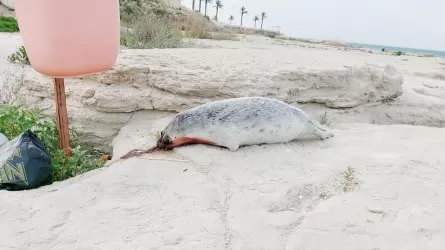 В Актау жители обнаружили мертвого тюленя
