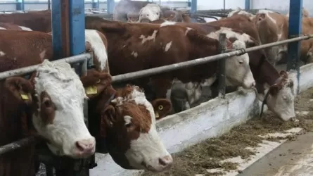 Қарағанды облысында жаңа сүт фермалары ашылады