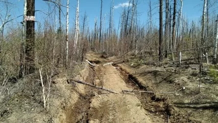 Восстановить лес под Риддером мешает отсутствие спецтехники