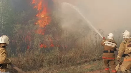 Лесной пожар произошел в Абайской области