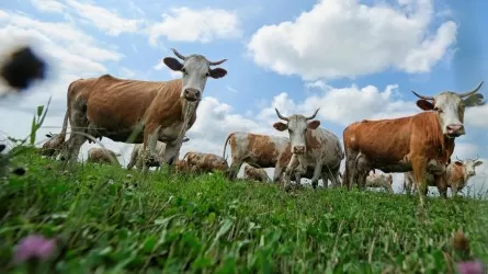 Дефицит денег в агросекторе: зачем животноводам сокращают финансирование?