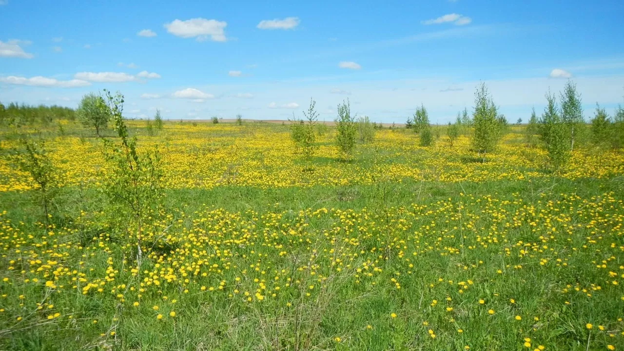 220 тыс. гектаров неиспользуемых земель вернут в Жетысуской области 