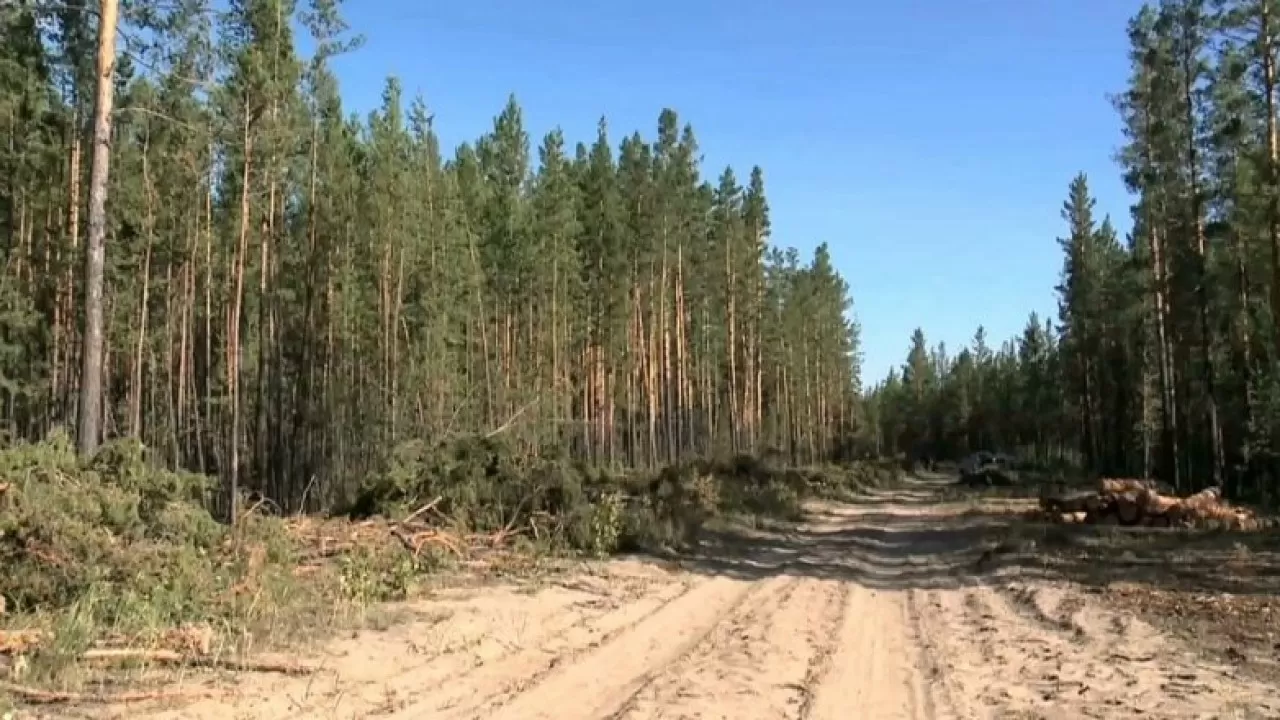 Павлодар облысындағы орманға баруға тыйым салынды