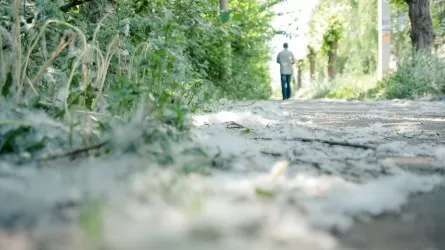 В Павлодаре пух с тополей сбивают напором воды