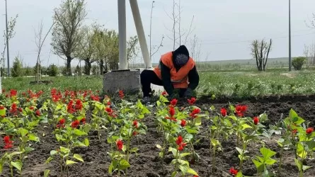 Компания "Зеленстрой Семей" в Абайской области подала на банкротство, чтобы не платить долги