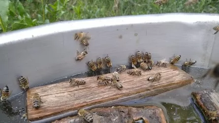 "Поспать" на пчелах и остаться не покусанным: как развивают экотуризм в Костанайской области