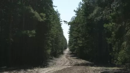 В Павлодарской области обещают круглосуточно охранять леса от пожаров