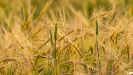 Урожай пшеницы выше нормы ожидают в одном районе Алматинской и Жетысуской областях