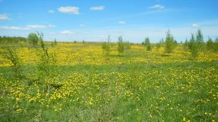 220 тыс. гектаров неиспользуемых земель вернут в Жетысуской области 