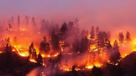 На 80% выросли площади лесных пожаров в Костанайской области 