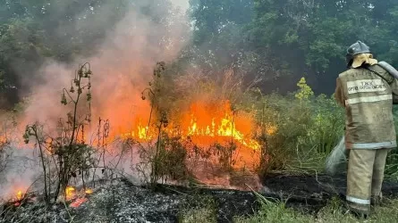 Семей орманындағы өрт: 14 өрт сөндіруші жоғалып кетті