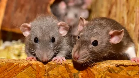 Париж захватили крысы, но власти уверены, что грызуны не опасны для здоровья 