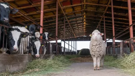 Племенной барашек ушел за 2,5 млн тенге на первом овцеводческом аукционе