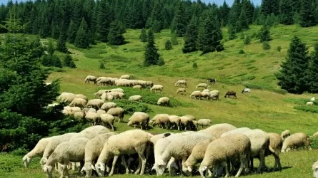 Скоро Курбан айт: в Казахстане насчитали более 25 млн овец