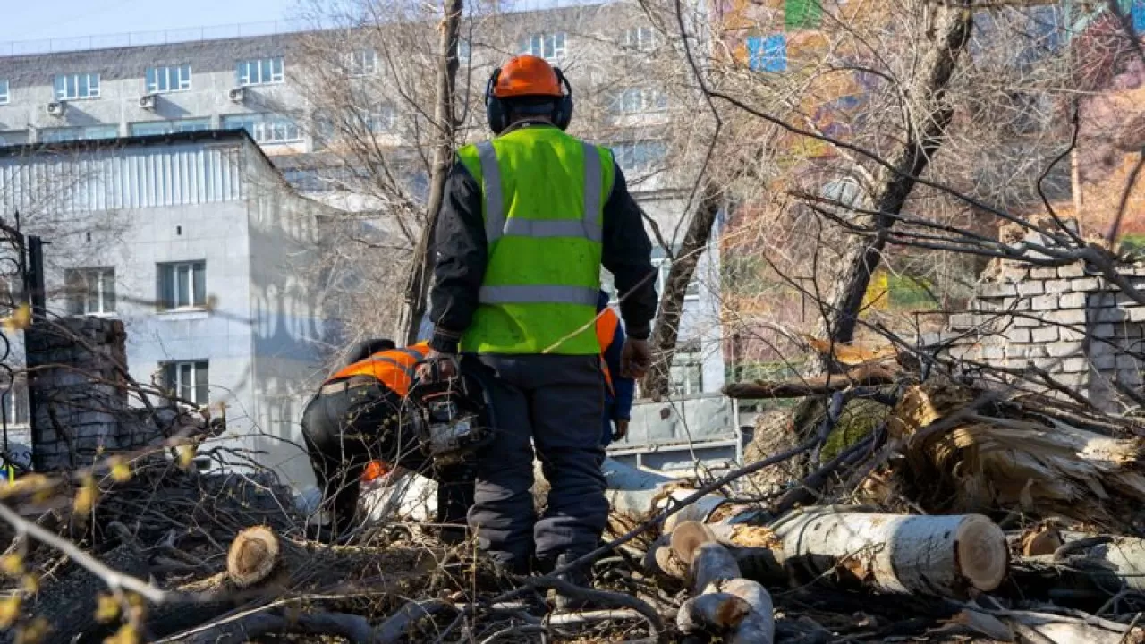 Павлодарда ағаш кесу барысында үш жігітті ток соқты