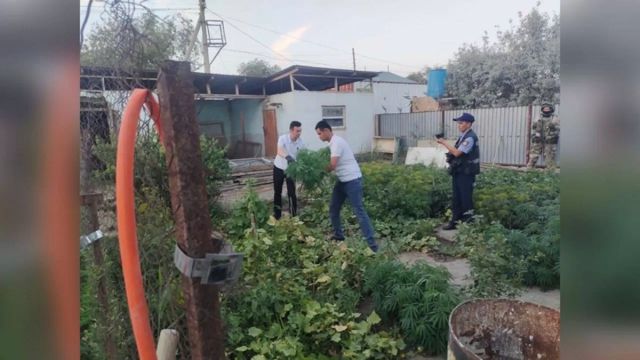 Қызылорда облысында есірткі өсірумен айналысқан 23 адам құрықталды
