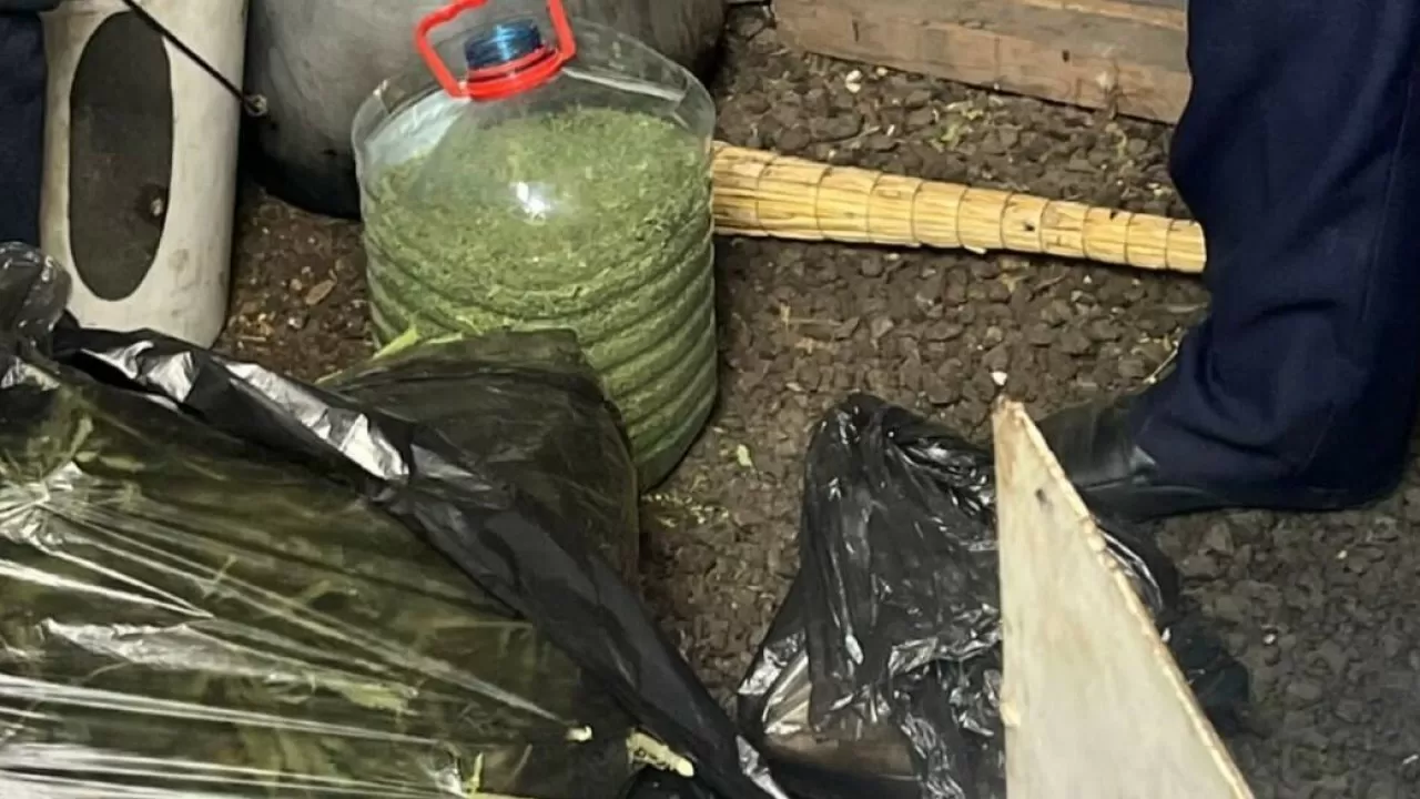 Қарағанды облысында есірткі өсірген тұрғын анықталды 