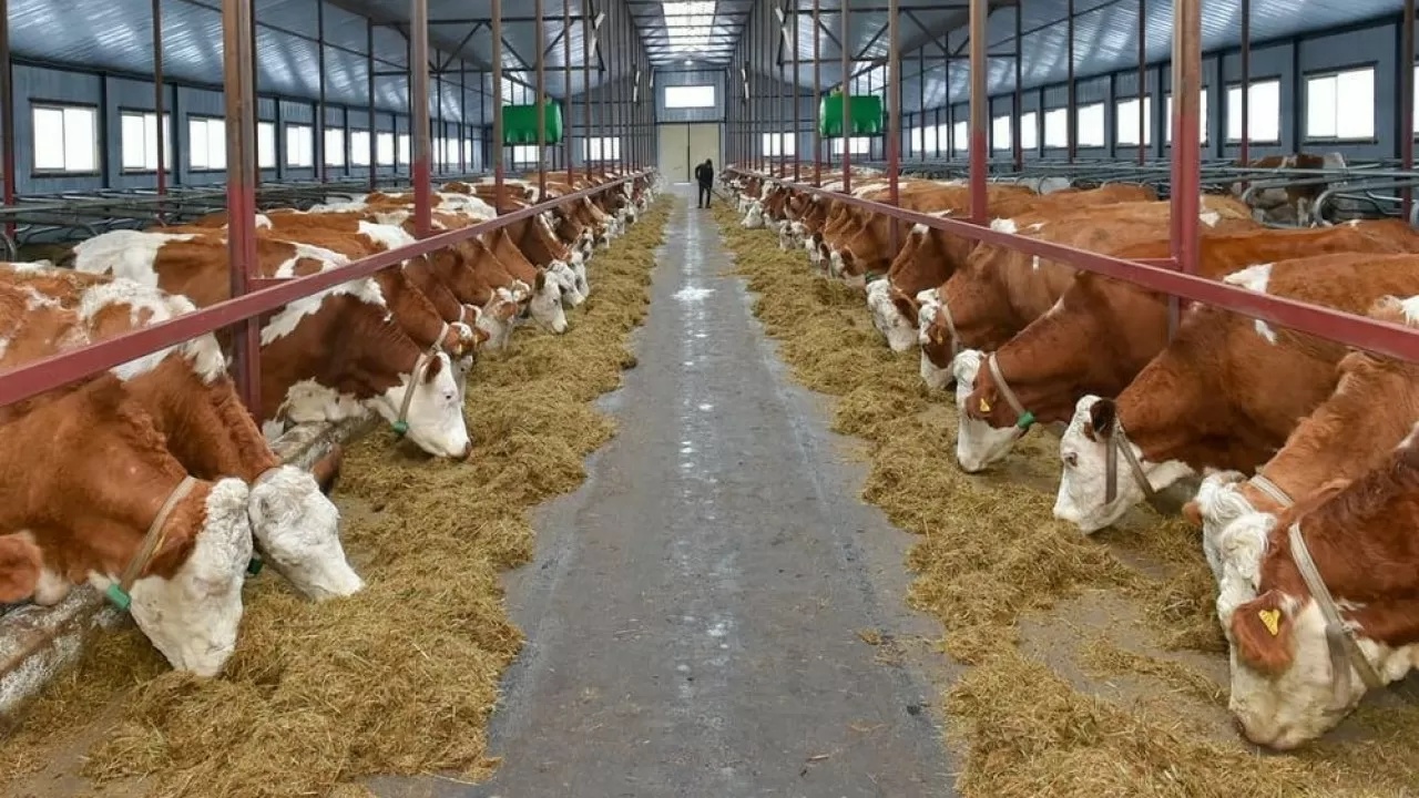 Akmola region to build 7 commercial dairy farms in 2023