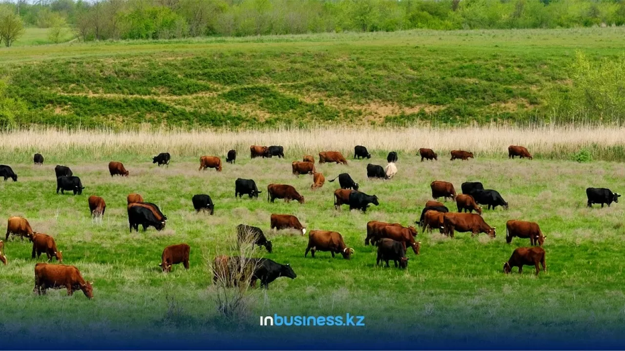 Почему погиб скот в одном из сел Павлодарской области?