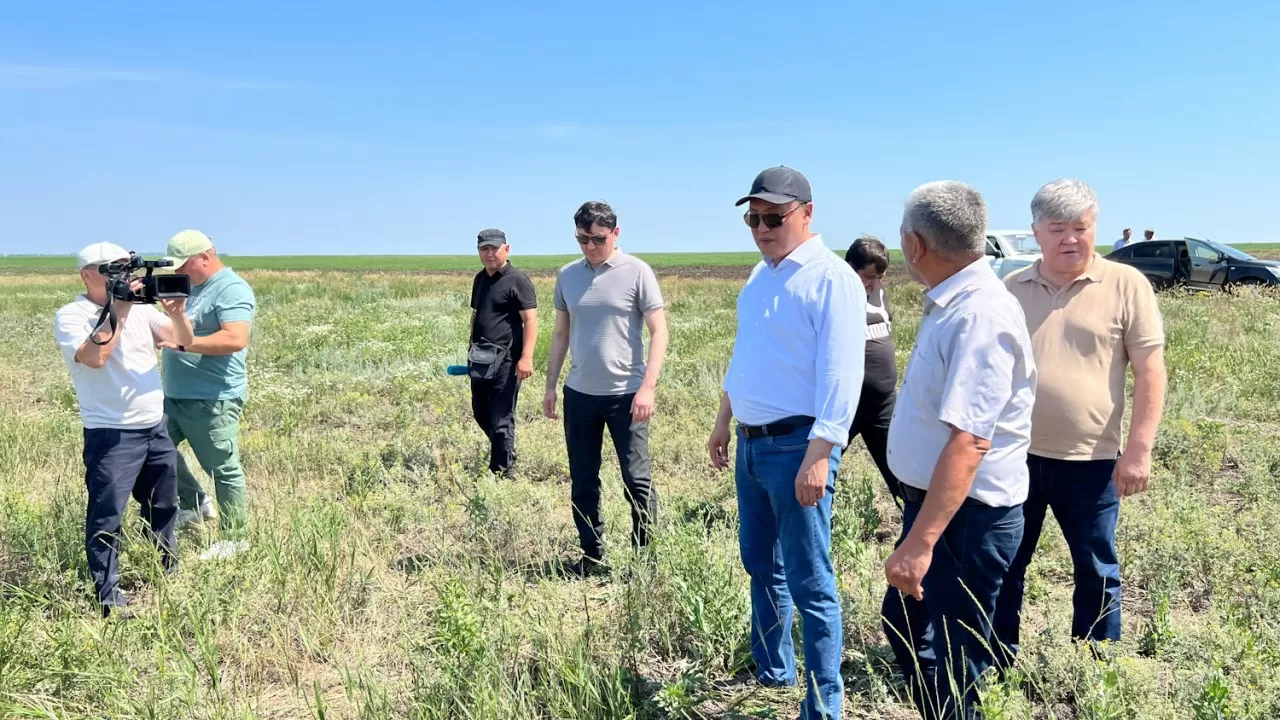 Қазақстан өңірлерінде шегірткенің көбеюіне қатысты жағдай – Үкімет  бақылауында