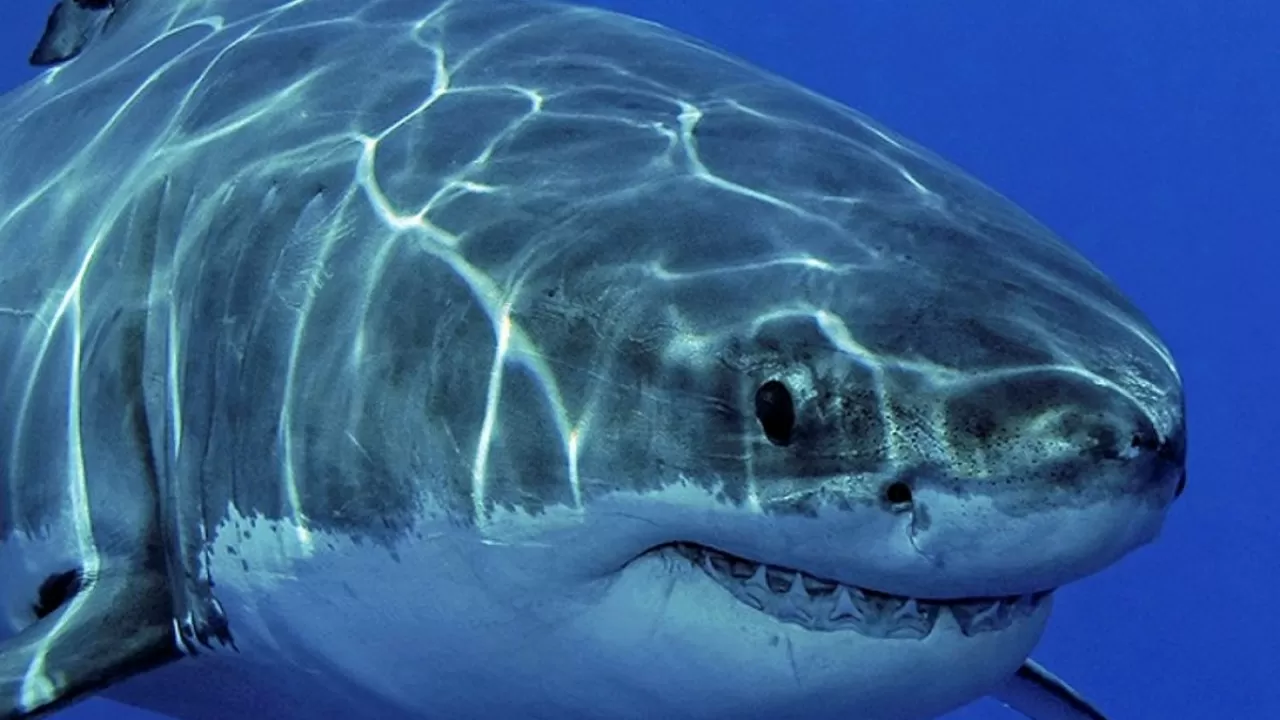 Акулы у берегов Флориды "подсели" на кокаин – их исследуют ученые