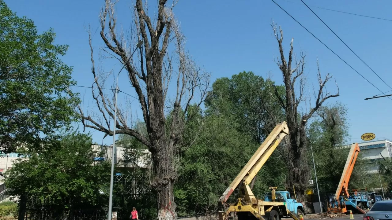 Алматыда 16 мың апатты ағаштың орнына 160 мың көшет отырғызылады