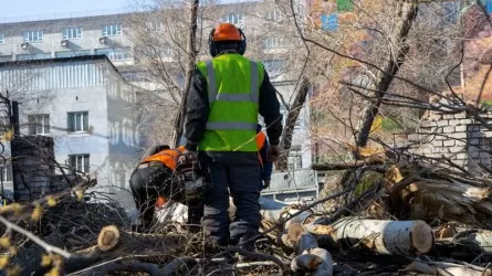 Павлодарда ағаш кесу барысында үш жігітті ток соқты