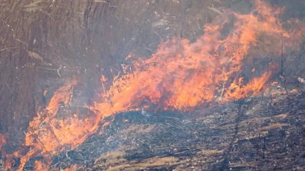 2000 га сухостоя горят в Улытауской области