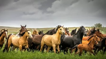  26 лошадей погибли от удара молнии в Жамбылской области