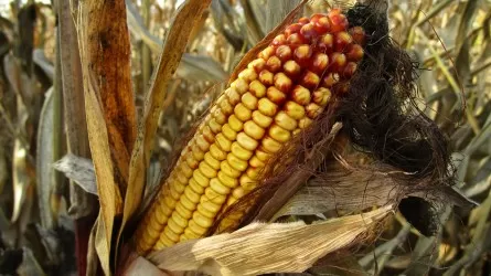 В Казахстане ожидается большой урожай свеклы и кукурузы?