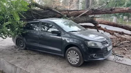 Сильный ветер повалил деревья в Алматы