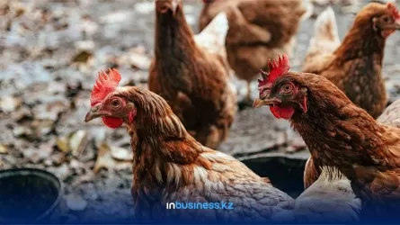 В Актау закрывается крупная птицефабрика