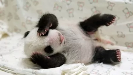 Маленькие носики: гигантская панда впервые родила близнецов в Южной Корее  