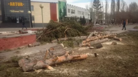 Павлодарские экологи не видят результатов компенсационных посадок