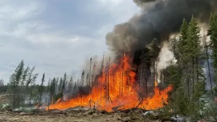 Лесной пожар ликвидировали в Бородулихинском районе Абайской области