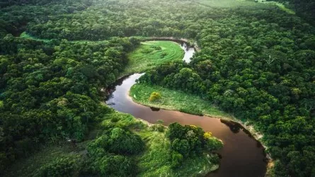Бразилияда тропикалық ормандағы ағаштарды кесу қысқарды