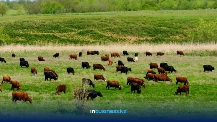 Почему погиб скот в одном из сел Павлодарской области?