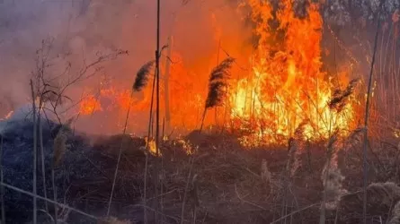 Возгорание камышей локализовали в Атырауской области