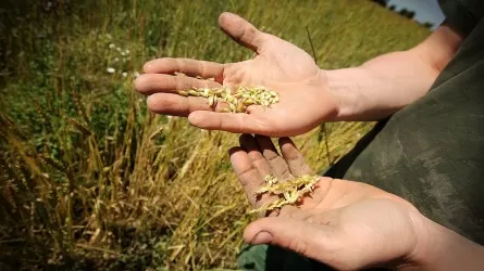 В этом году Павлодар может остаться без урожая