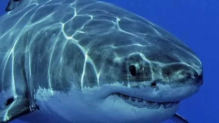 Акулы у берегов Флориды "подсели" на кокаин – их исследуют ученые