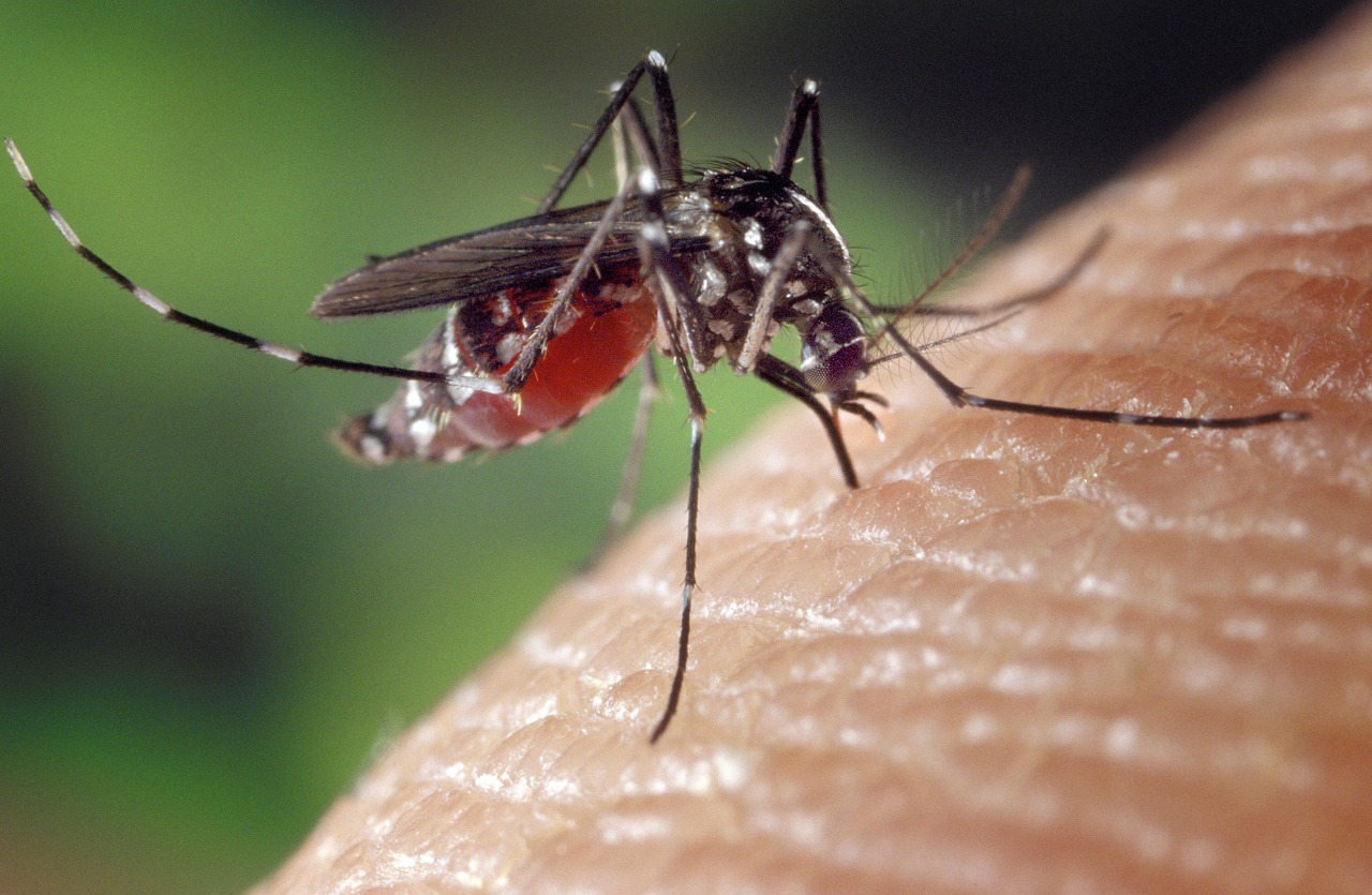 Почему в Павлодарской области удваивают бюджет на травлю комаров?