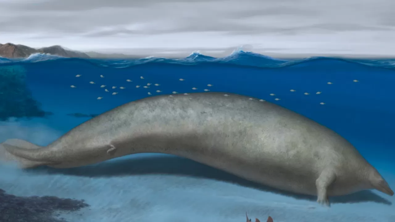 Останки крупнейшего в истории морского животного нашли в Перу