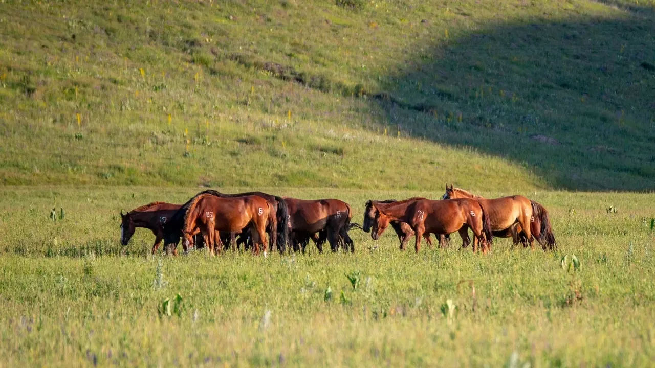 В Костанайской области скотокрады украли лошадей на 3 млн тенге