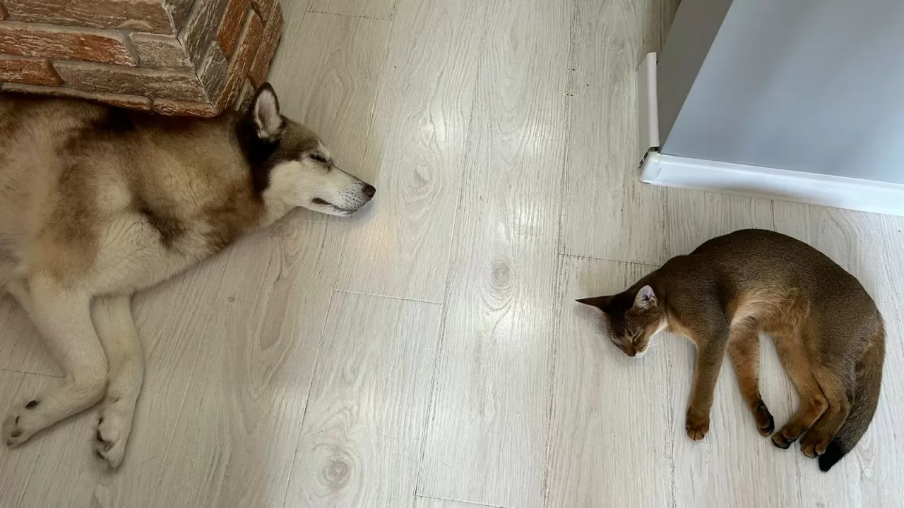 Кошка vs собака: кого чаще всего заводят и почему  